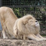 Lion_stretching_at_Ouwehands_2010